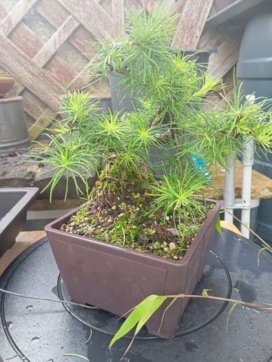 Japanese larch bonsai start material