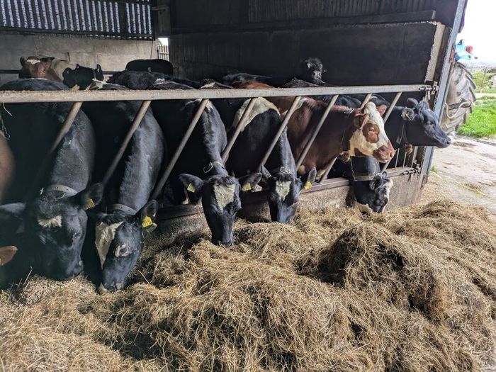 Yearling Heifers