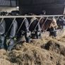 Yearling Heifers Image 5
