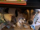 Dog home boarding Image 3