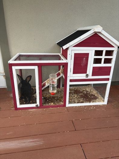 Two male rabbits and hutch's free to good home