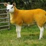 Texel ewe lambs & gimmers for sale privately Image 6
