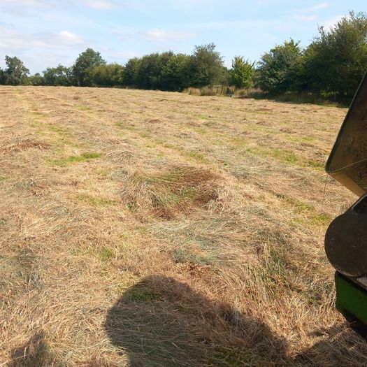 Hay