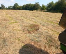Hay
