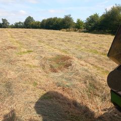 Hay