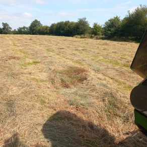 Hay