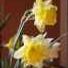 daffodil21