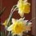 daffodil21
