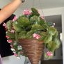 Brand new Artificial hanging basket Image 9