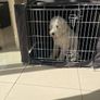 Dog crate cage with blackout covers and tray Image 3