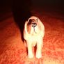 Dog Figures x 4 for Sale Image 6