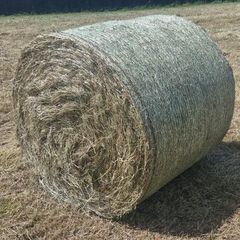 Hay