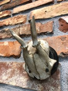 vintage skull