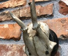 vintage skull