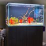aquarium Image 3