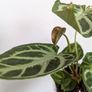 Anthurium Silver Blush Plant Image 3