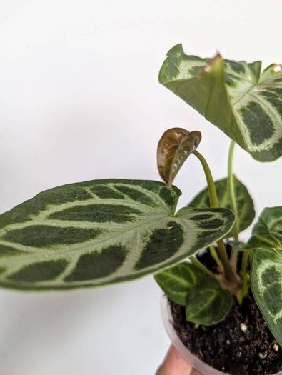 Anthurium Silver Blush Plant