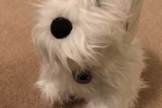Next Westie Door Stop