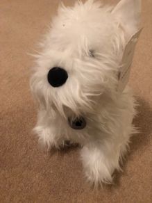 Next Westie Door Stop