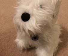 Next Westie Door Stop