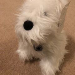 Next Westie Door Stop