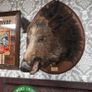 Large Vintage Taxidermy Wild Boar Head Image 2