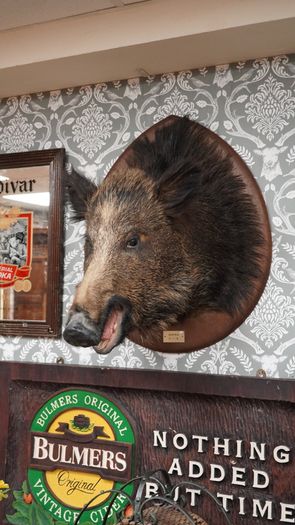 Large Vintage Taxidermy Wild Boar Head