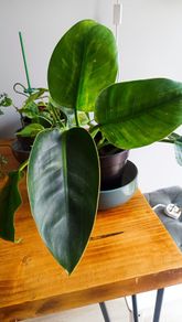 Philodendron Imperial Green.