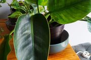 Philodendron Imperial Green.