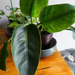 Philodendron Imperial Green.