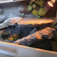 reptile tank