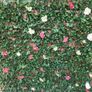 Garden Flower Trellis Image 4