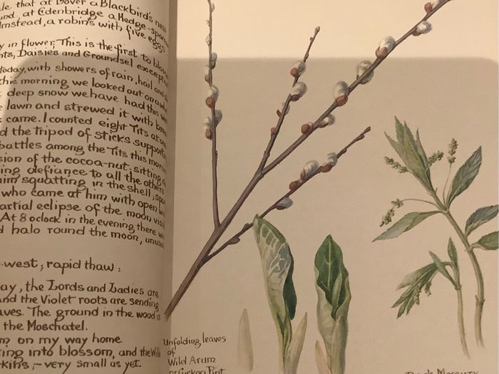 The Country Diary of an Edwardian Lady by Edith Holden