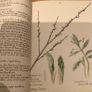 The Country Diary of an Edwardian Lady by Edith Holden Image 7