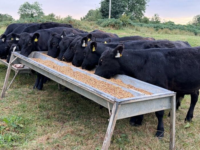 20 Aberdeen Angus Bull Weanlings