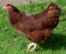 Hens - Rhode Island Reds
