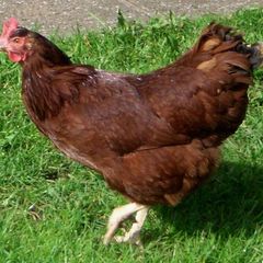 Hens - Rhode Island Reds