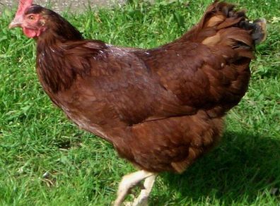 Hens - Rhode Island Reds
