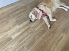 Dog home boarding Image 8