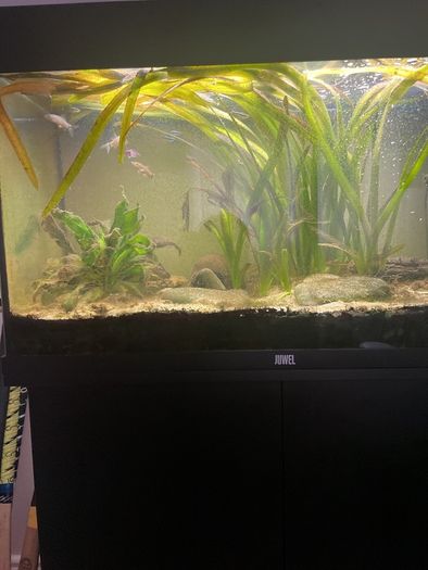 Juwel  125 litre tank and cabinet set 450 ONO