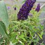 Buddlia Butterfly Bush Image 4