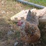 bantam hatching eggs Image 4
