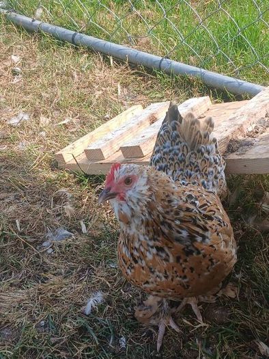 bantam hatching eggs