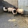 Livestock Image 2