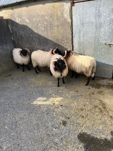 Livestock