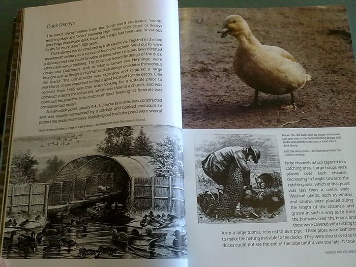 Fresh water birds of Ireland Irish