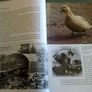 Fresh water birds of Ireland Irish Image 5