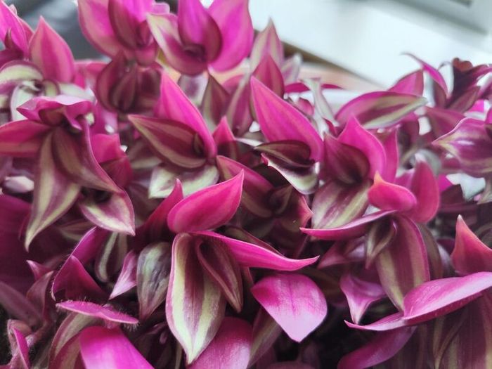 Large Tradescantia