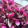 Large Tradescantia Image 4