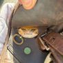 Horse Saddle Image 3